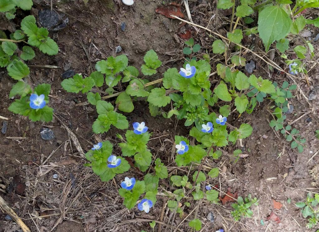 quale Veronica?  Veronica persica